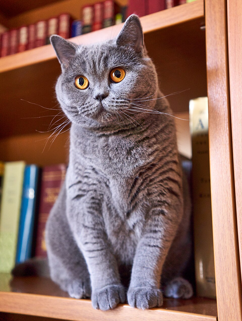 Félix