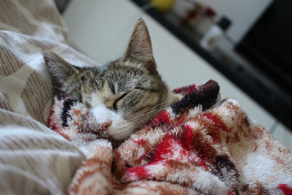Mimi